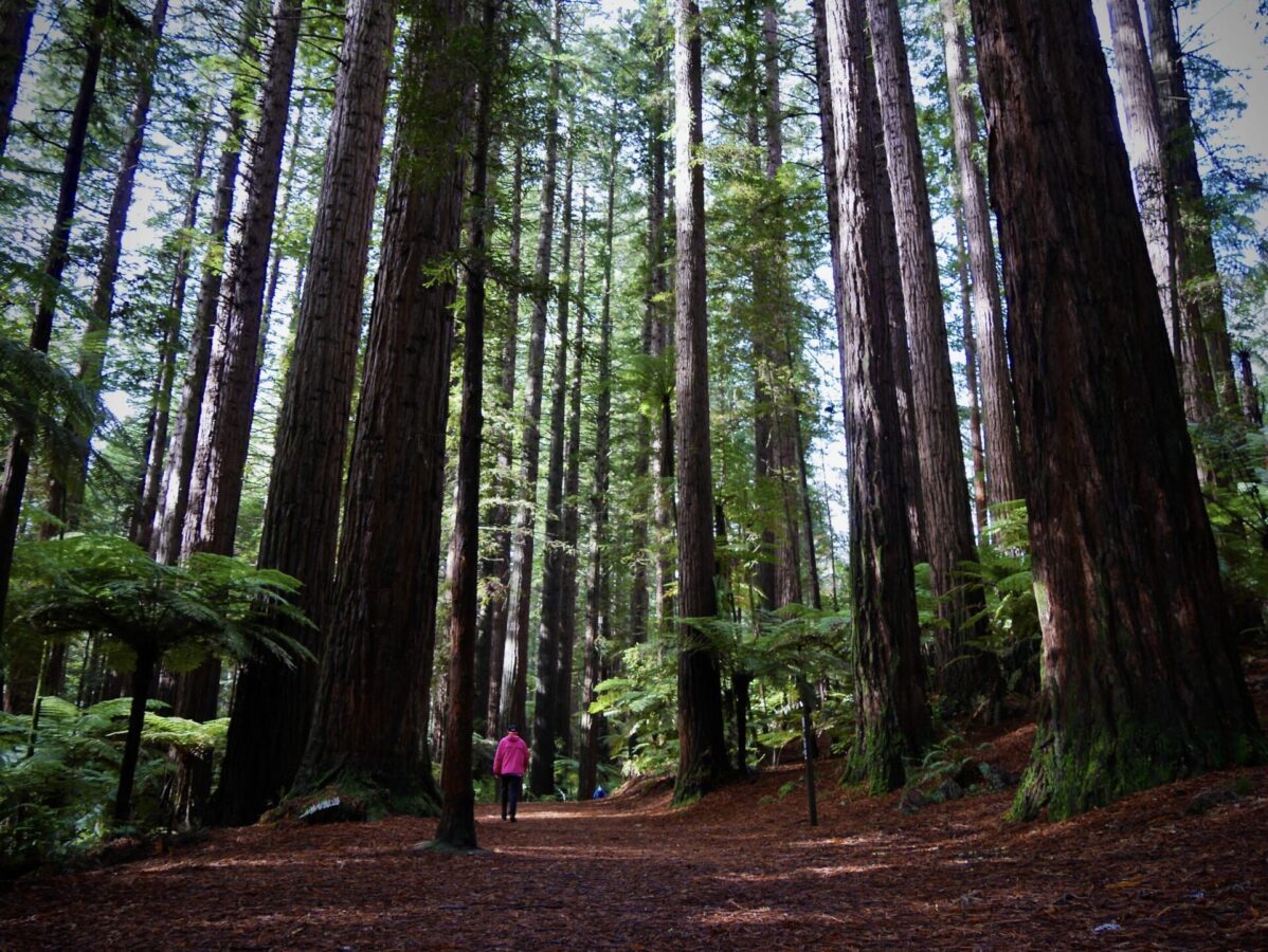 A redwood forest near Lake Taupo, New Zealand.