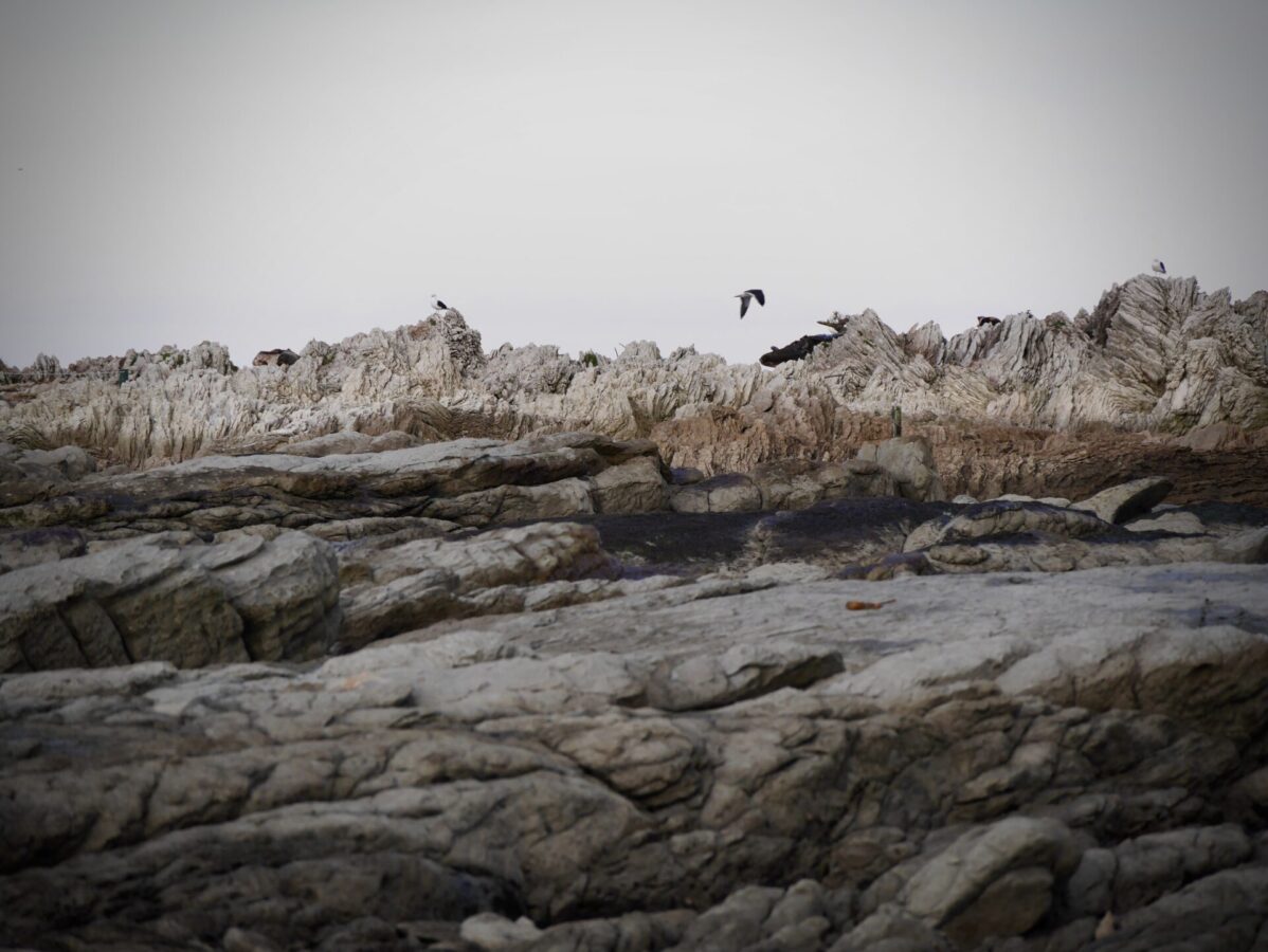 Interesting rock features and sea birds in Kaikoura, New Zealand.