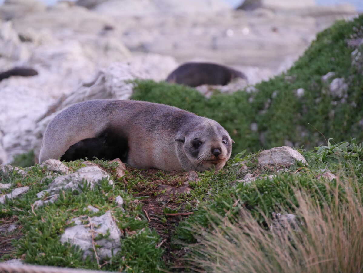 A tired seal lying on the grass in Kaikoura, New Zealand.