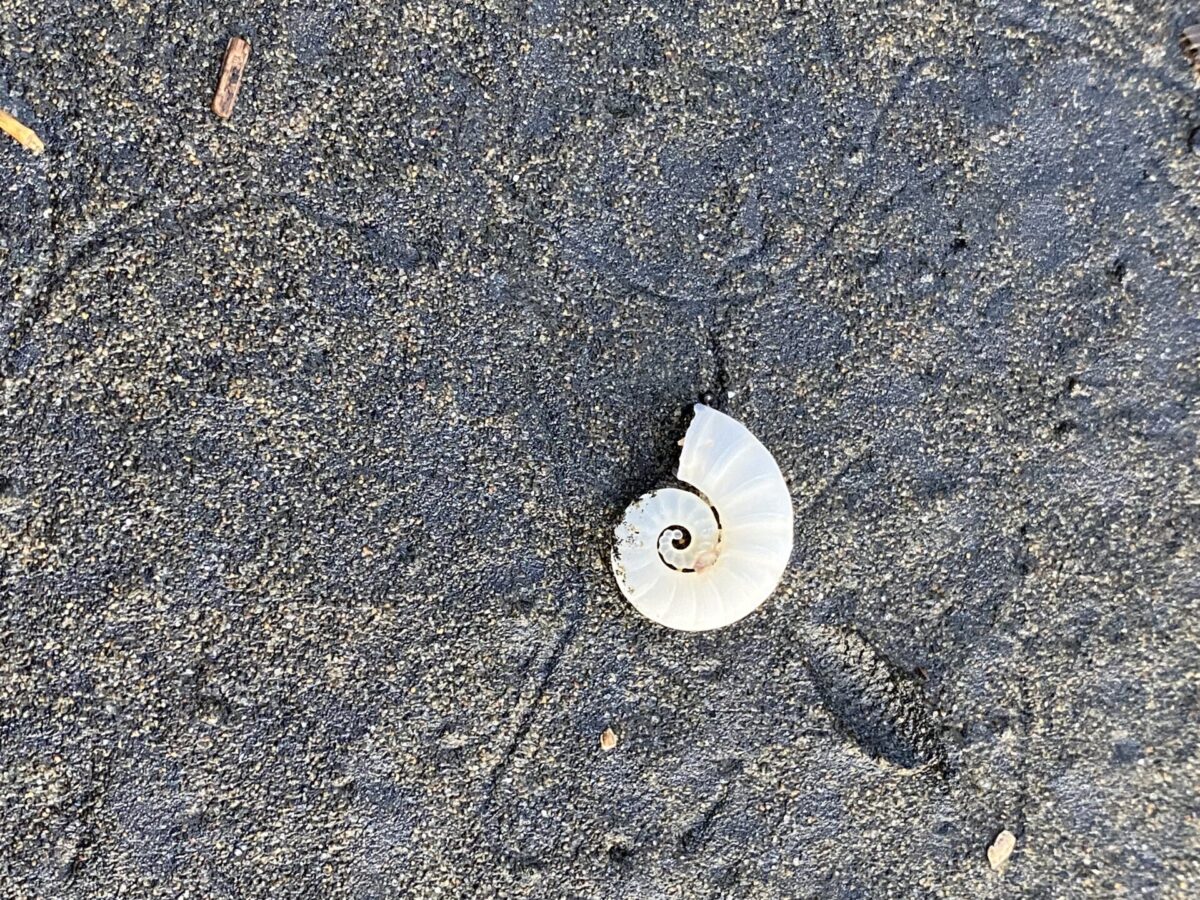 A seashell at Hamilton's Gap, New Zealand.