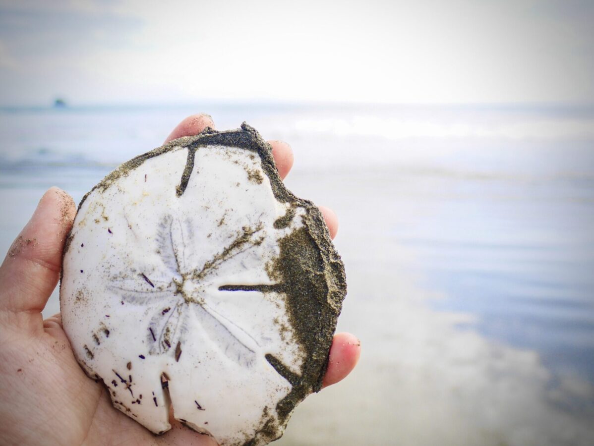 A huge sand dollar from a beach in Nicaragua.