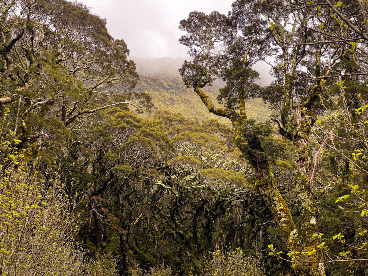 A Beech Tree forest view from the Lake Mackenzie campsite on the Routeburn Track in NZ.