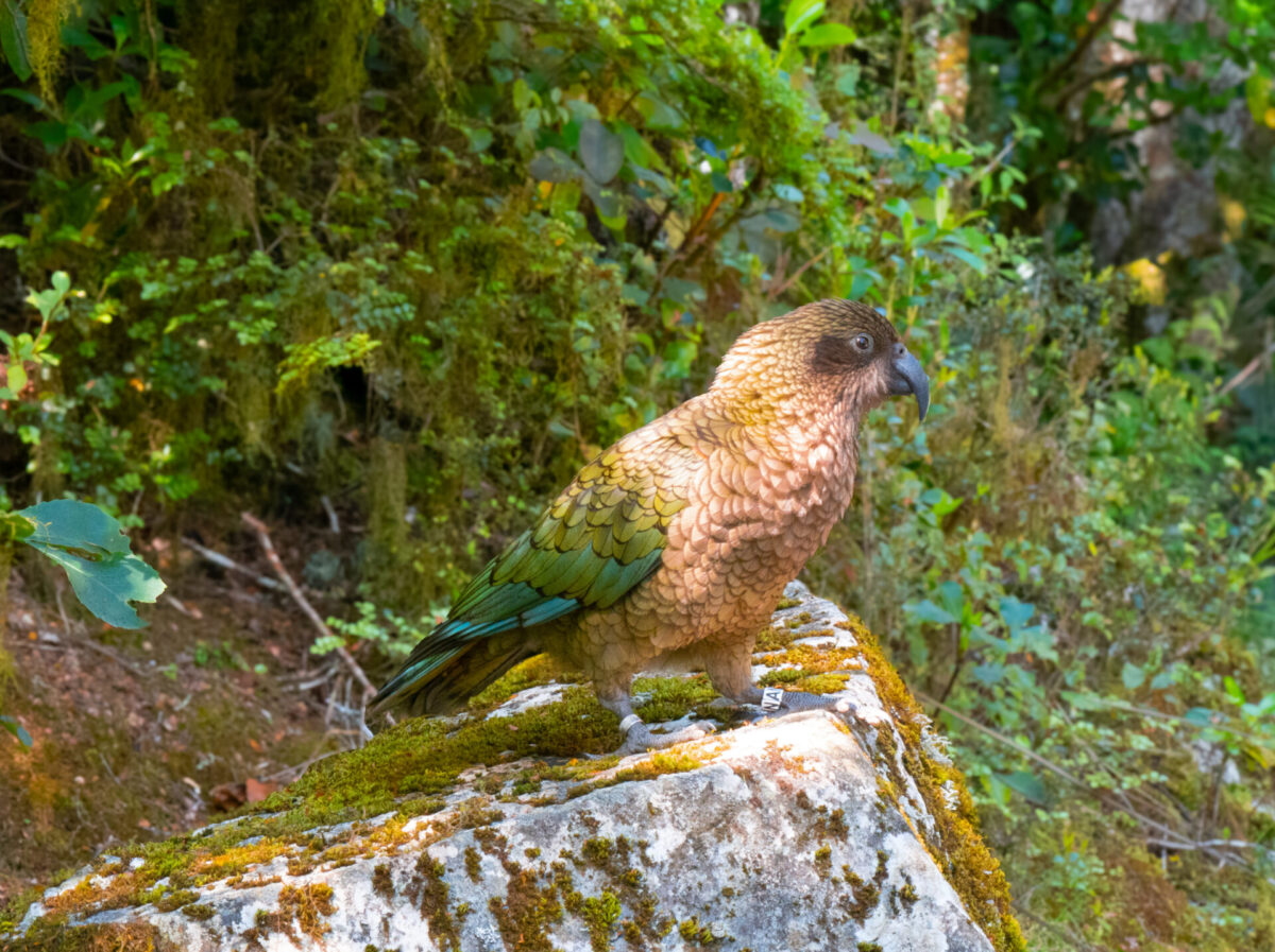 A kea perched on a rock in Fiordland National Park, New Zealand.