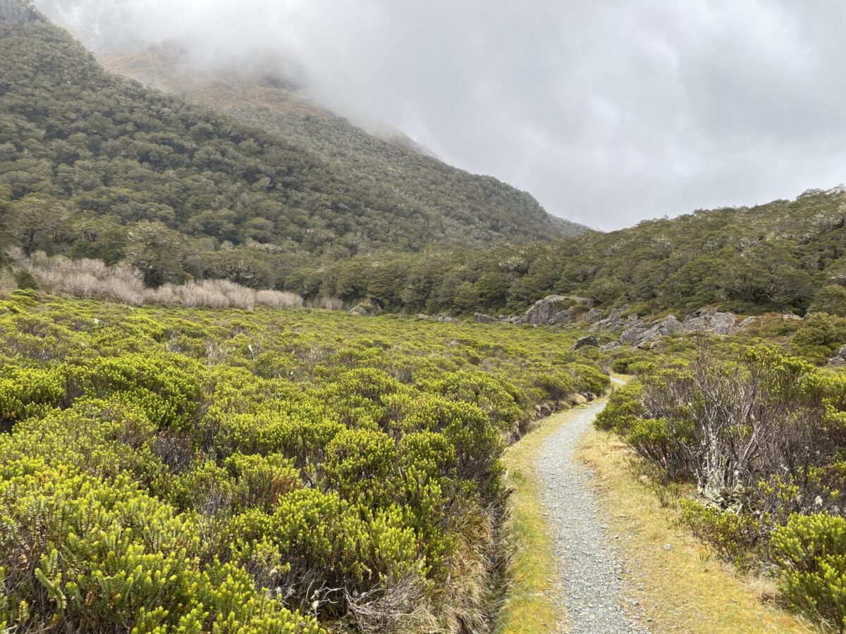 A trail through an alpine meadow along the Routeburn Track in New Zealand.