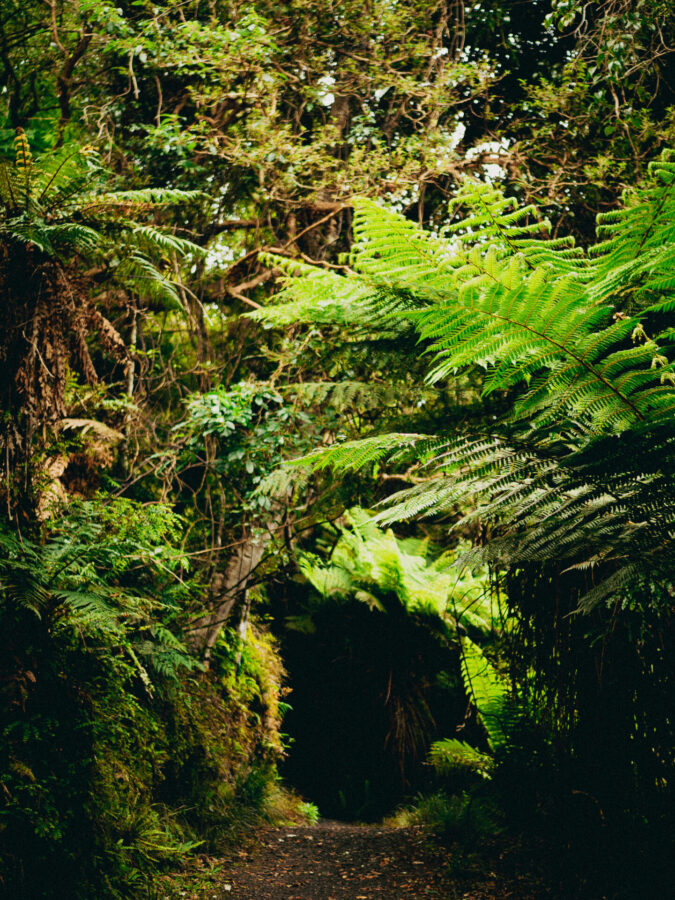 A view of the Rakiura Track underneath a canopy of trees on Stewart Island, NZ.