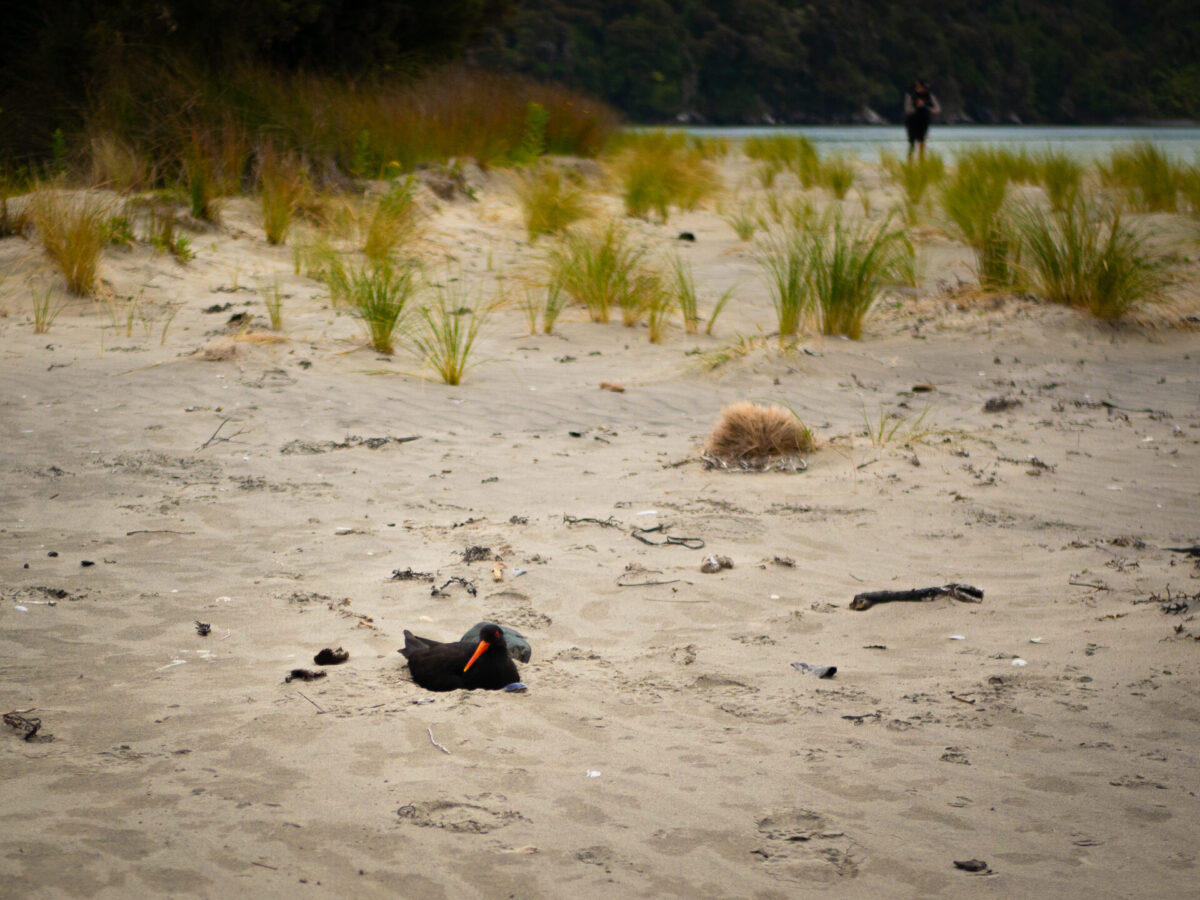 A Variable Oystercatcher nesting on a beach along the Rakiura Track, Stewart Island, NZ.