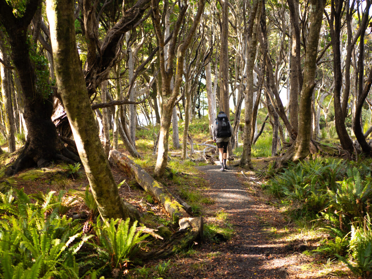 A hiker on the Rakiura Track surrounded by forest - Stewart Island, NZ.
