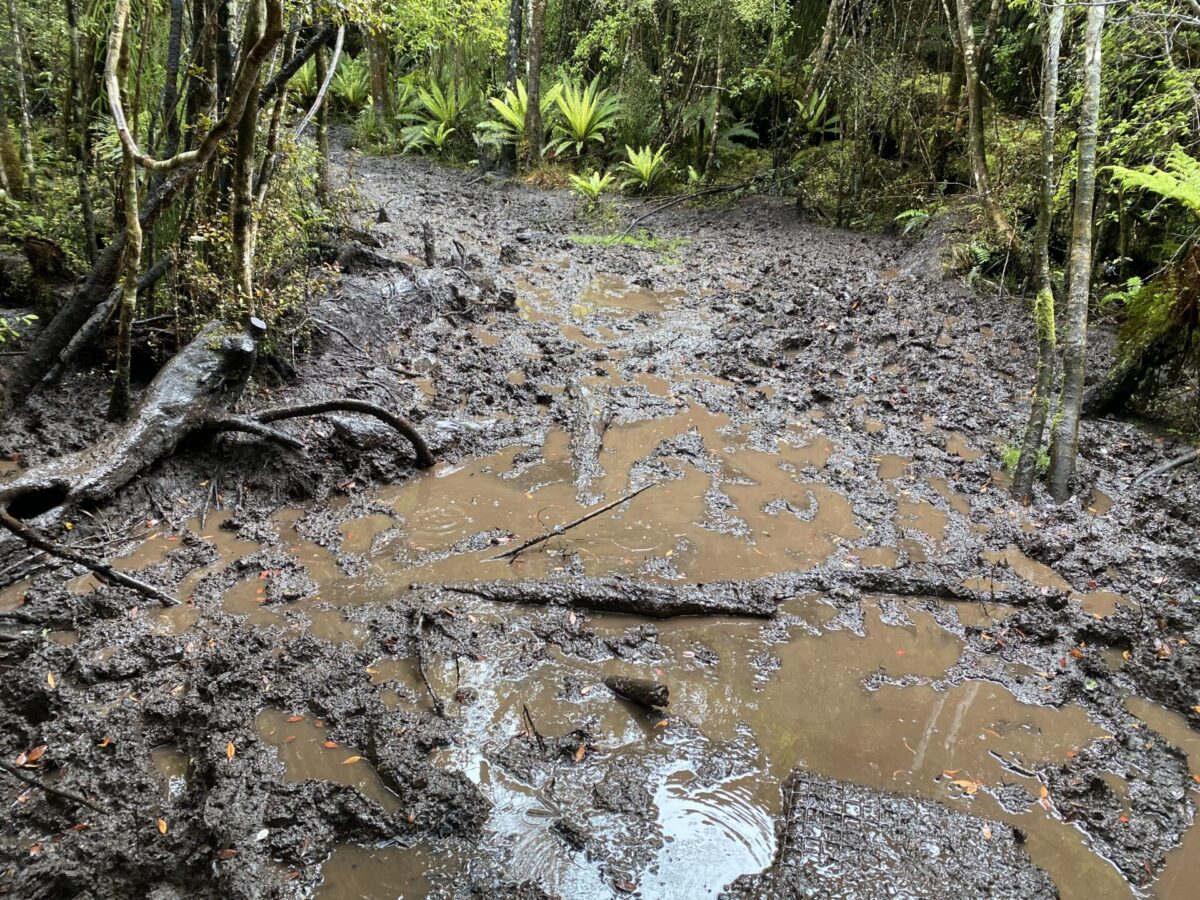 A very muddy section of Stewart Island's Rakiura Track in southern New Zealand.