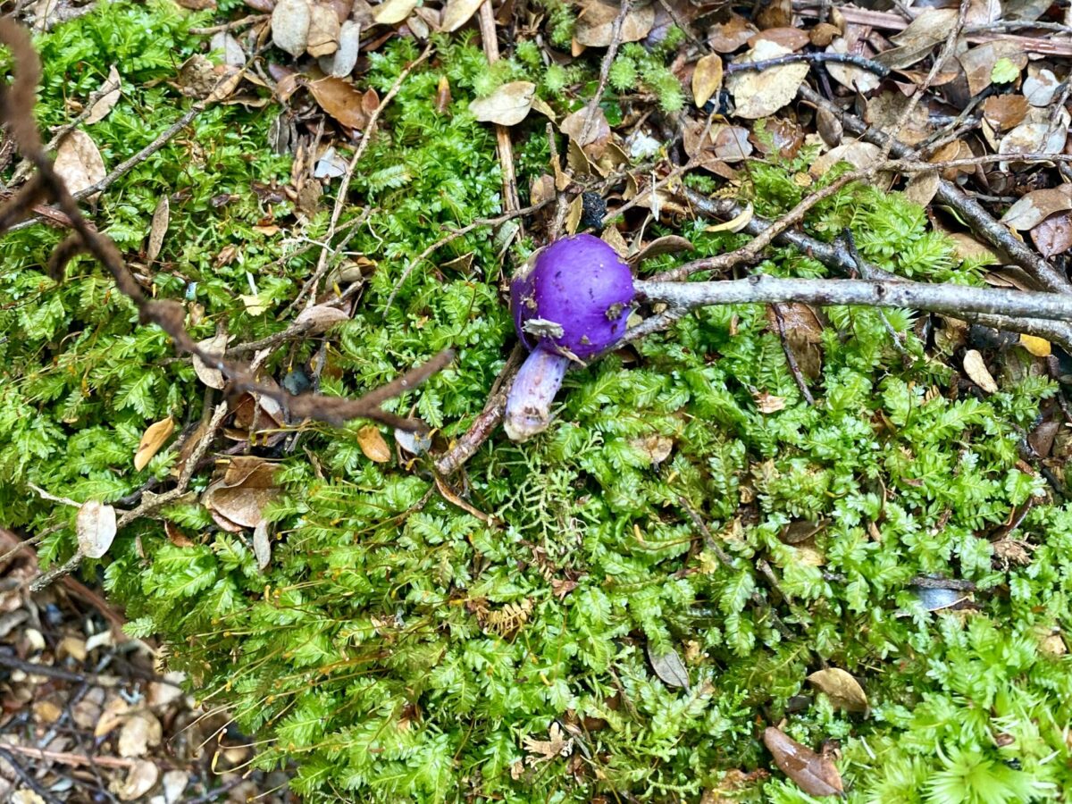A bright purple mushroom found along the Kepler Track in Fiordland National Park.