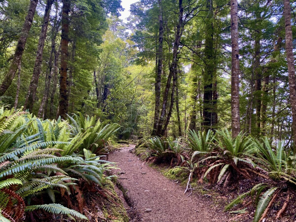 Part of the Kepler Track running through a beech tree and fern forest in New Zealand's Fiordland National Park.