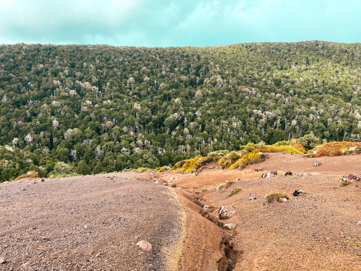 A beech tree forest that lies within Tongariro National Park.