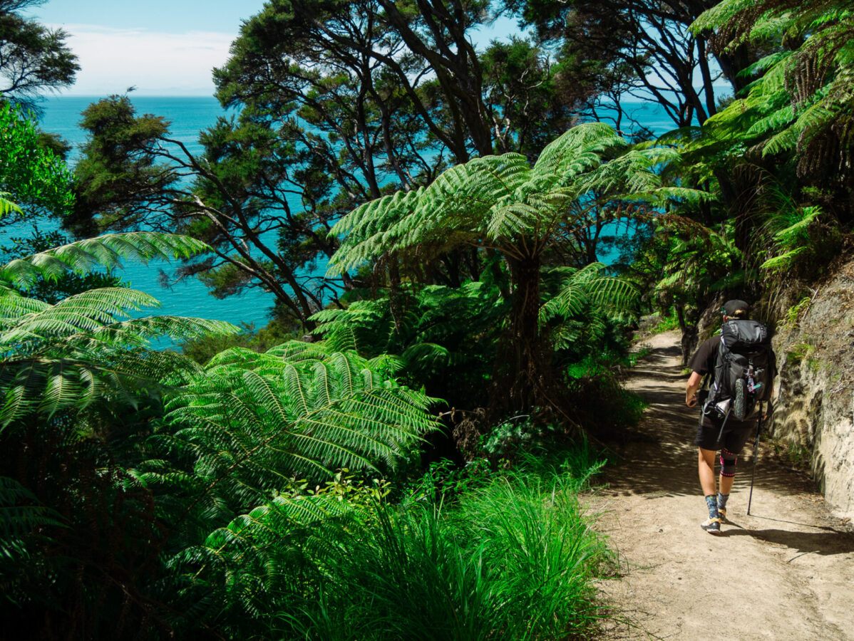 A lush hike from up in the hills on the Abel Tasman Track, with the turquoise ocean in the background.