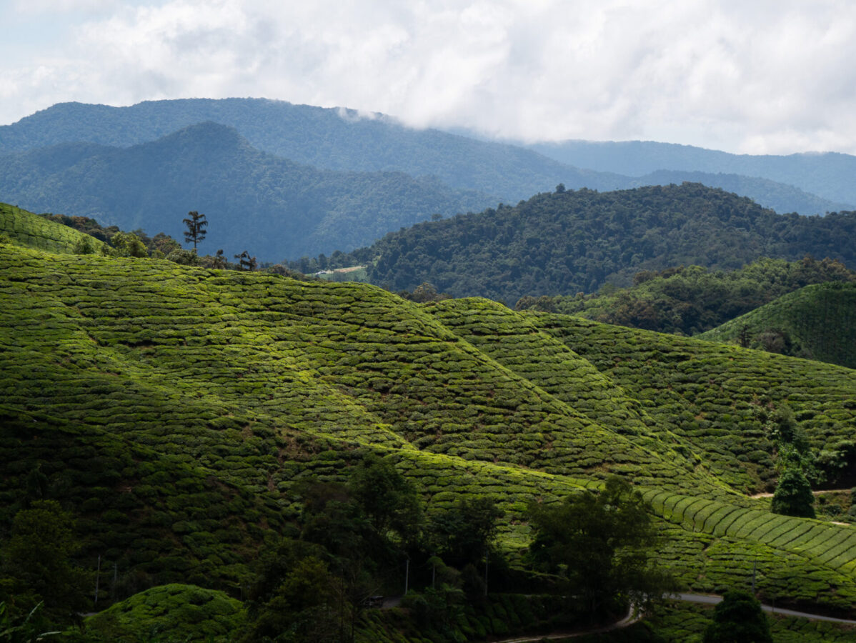 A view of the tea fields and surrounding mountains in the Cameron Highlands of Malaysia.