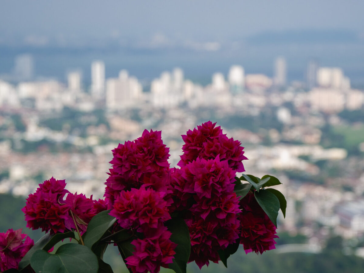A view from Penang Hill of some flowers and the city of George Town in the background.