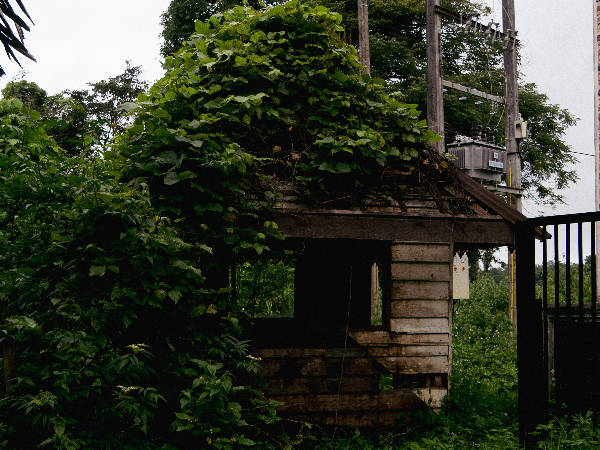 A hut covered in vines found at the entrance of an abandoned resort on the Bolaven Plateau in southern Laos.